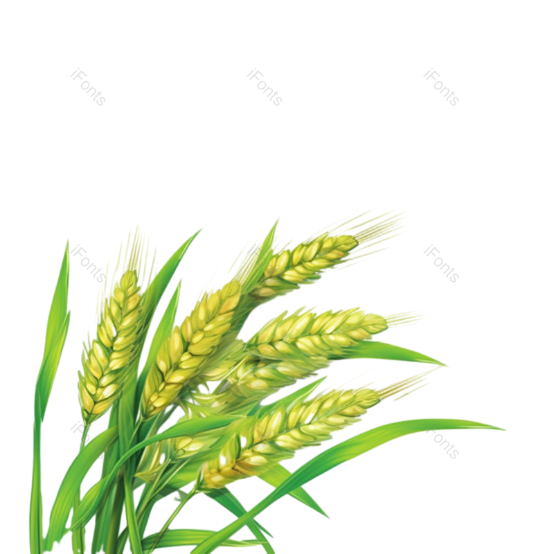 芒种图片,元素元素,丰收PNG,麦穗免抠素材